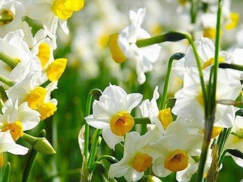 نام: سفر شهلا (نویسنده: علی محمودی)